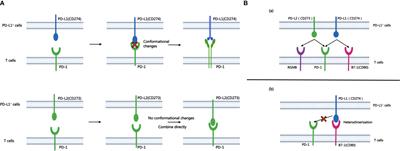 Programmed cell death-ligand 2: new insights in cancer